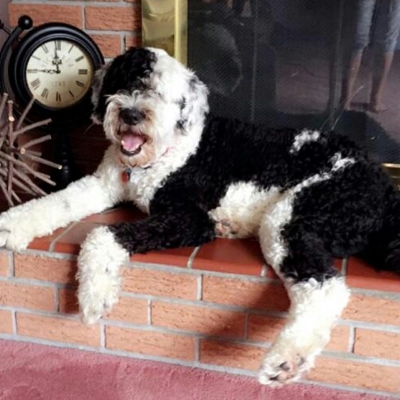 Meet your Posher, Carla - Picture 1 of 1